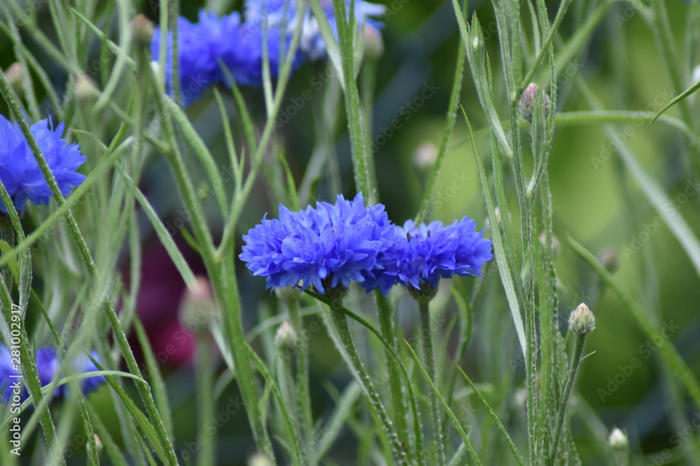 Kornblumen (Centaurea cyanus) Kornblumen (Centaurea cyanus)