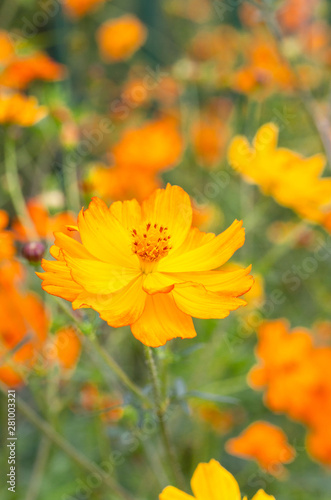Outdoor spring blooming yellow orange yellow autumn flowers,Cosmos sulphureus Cav.