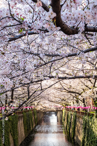 Meguro River during cherry blossom time, Tokyo, Japan