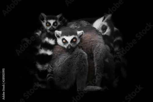 Canvas Print lemurs gathered in a heap (group) for a night's sleep, restless glance of burning eyes of animals