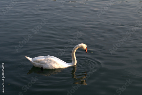 swan on the lake,bird,white,animal,wildlife,water,beauty,river,elegance