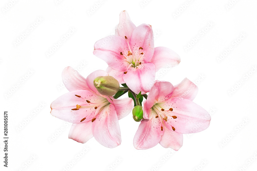 Pink lilies isolated on white background. Beautiful flowers. Romance. Blooming bells lilies. Top view Pink lilies isolated on white background. Beautiful flowers. Romance. Blooming bells lilies. Top view