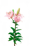 Pink lilies isolated on white background. Beautiful flowers. Romance. Green leaves. Blooming bells lilies.