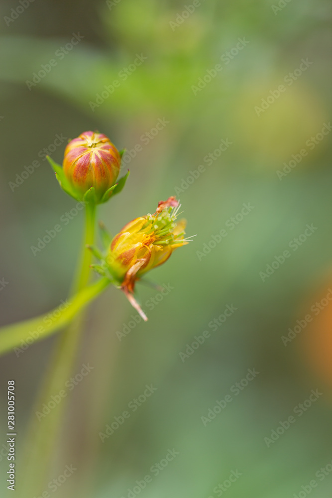 Outdoor spring yellow orange yellow autumn English flower bones,Cosmos sulphureus Cav. Outdoor spring yellow orange yellow autumn English flower bones,Cosmos sulphureus Cav.