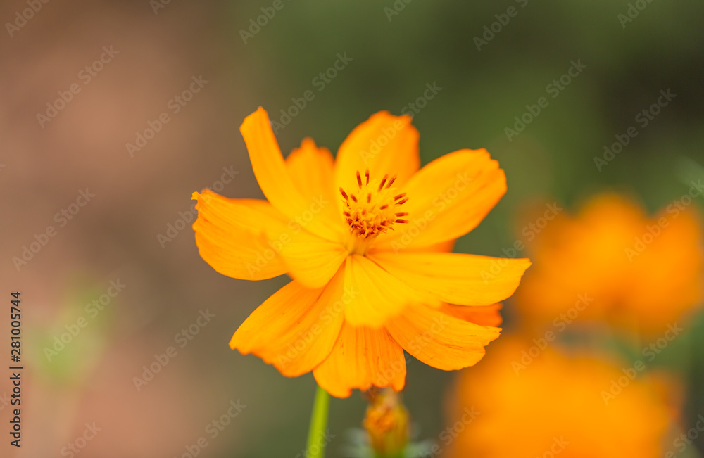 Outdoor spring blooming yellow orange yellow autumn flowers,Cosmos sulphureus Cav. Outdoor spring blooming yellow orange yellow autumn flowers,Cosmos sulphureus Cav.