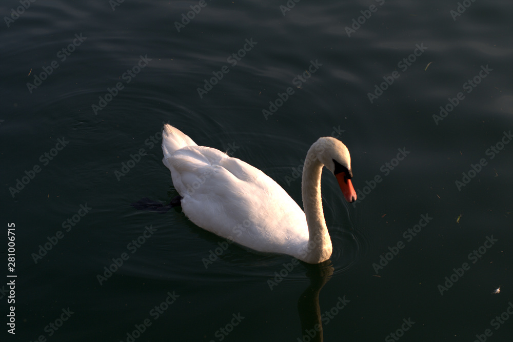 swan on lake,animal,nature,bird,summer,white,water,wildlife, love, feather, beautiful, swim, swan on lake,animal,nature,bird,summer,white,water,wildlife, love, feather, beautiful, swim,