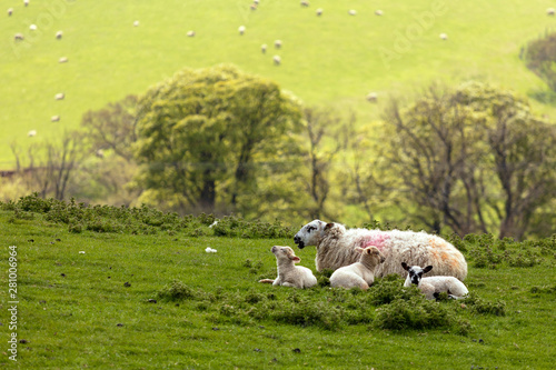 A Swaledale ewe with lambs at Danby, The North Yorkshire Moors, Yorkshire photo