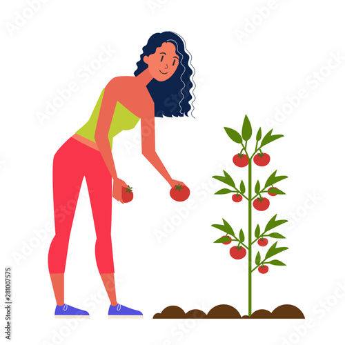 Woman farmer harvesting tomato