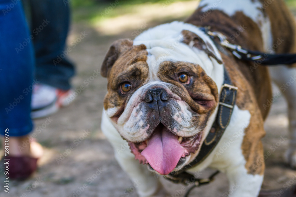 brown and white english bulldog