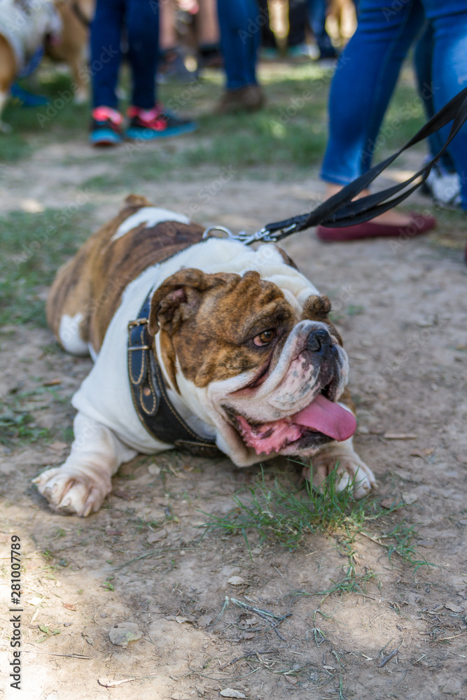 brown and white english bulldog brown and white english bulldog