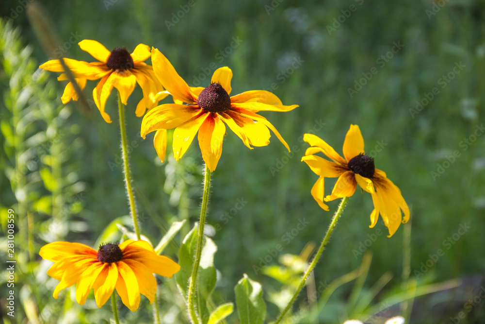 Obraz premium flower