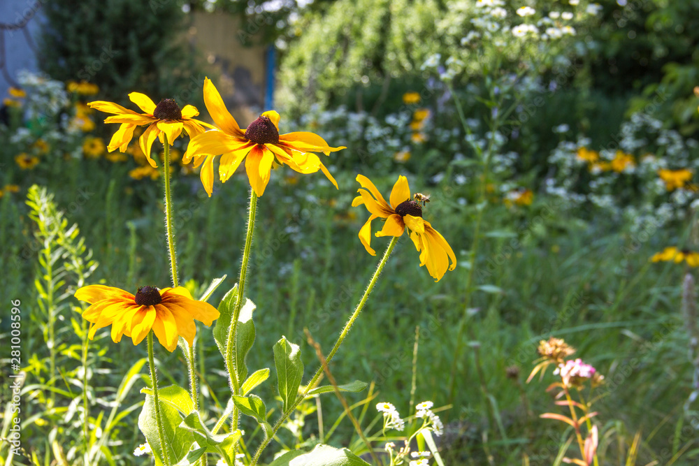 flowers