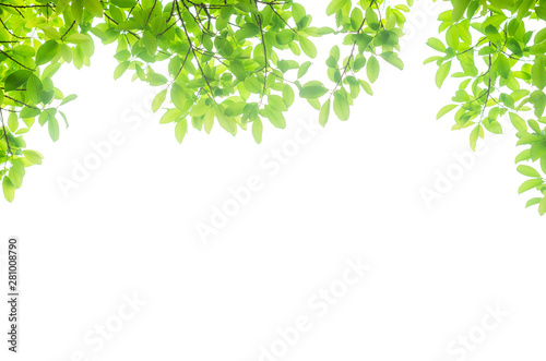 green leaves isolated white background with clipping path. nature frame for decoration design.