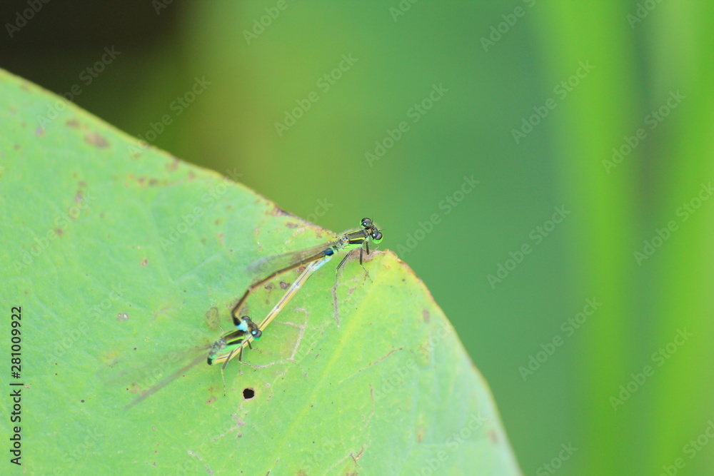 Fototapeta premium 仲良しトンボ