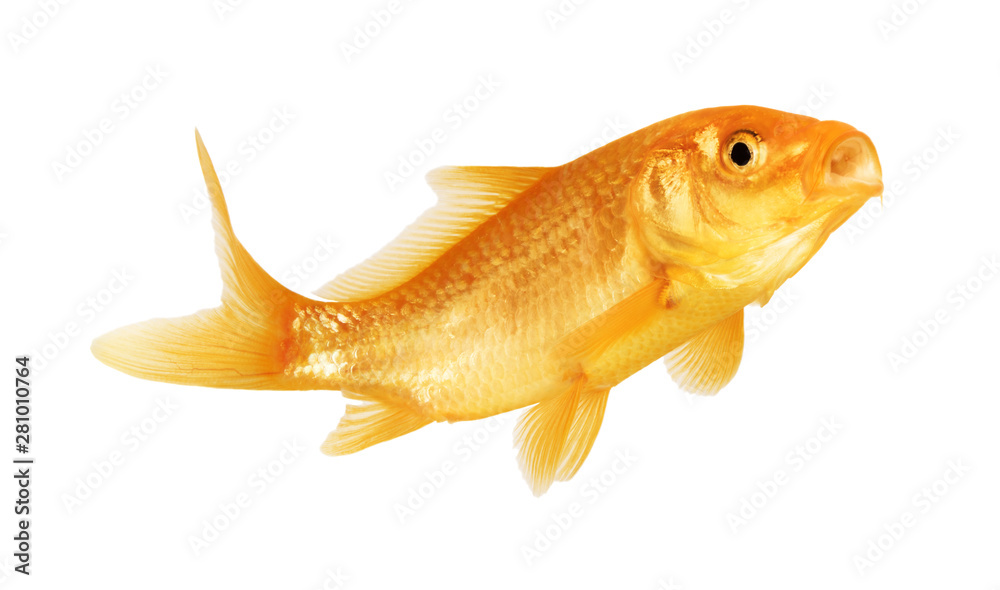 Fototapeta premium gold fish
