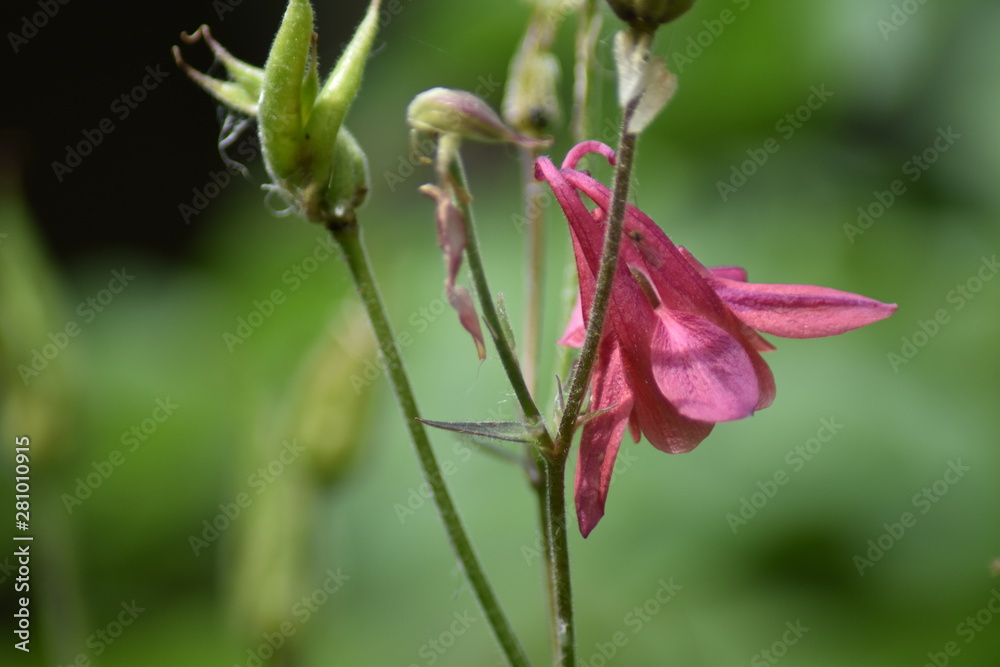 Blühende Akelei (Aquilegia) Blühende Akelei (Aquilegia)
