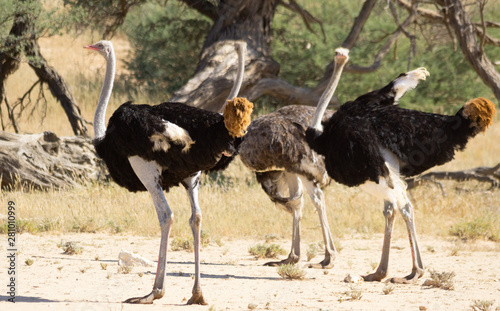 ostrich photo