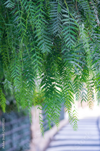 Green leaves of willow trees in the street with a pedestrian crossing. Benidorm, Spain.