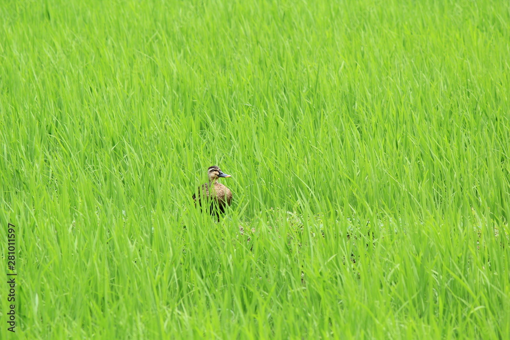 田んぼにいるカモ 田んぼにいるカモ
