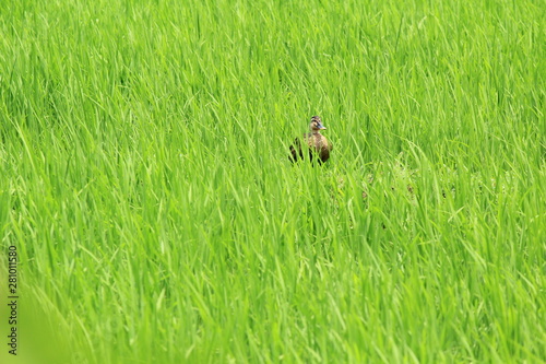 田んぼにいるカモ