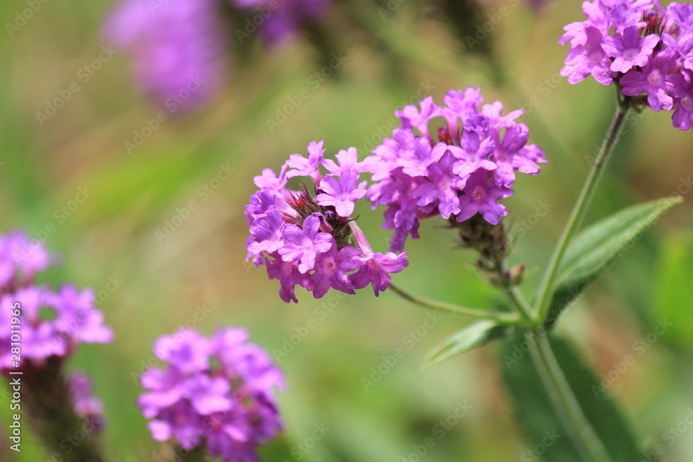 道ばたの花 道ばたの花