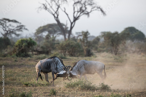 Wildebeests locking horns at Amboseli National Park, Kenya photo