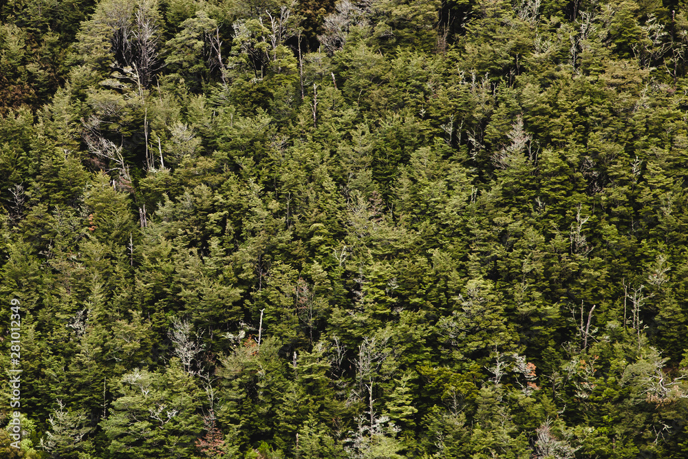 aerial view of trees in forest nature background aerial view of trees in forest nature background