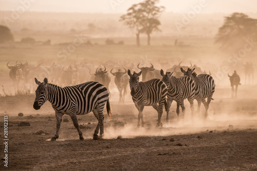 Wildebeests and zebras on the move at dusk across the dusty landscape of Amboseli National Park, Kenya