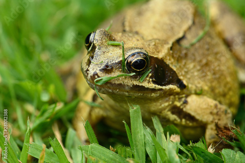 frog in garden