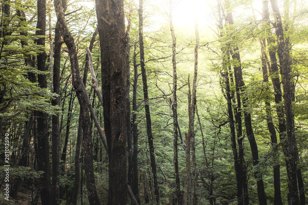 trees in forest nature background trees in forest nature background