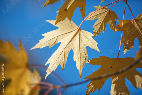 Fall leaves change color on the blue sky background, autumn yellow maple leaf. Copy space place for text