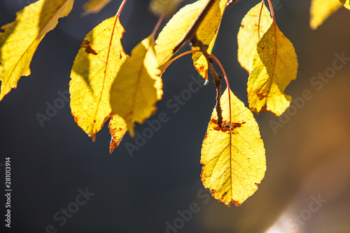 Fall yellow leaves of birch in autumn in backlight. Autumn leaves yellow birch