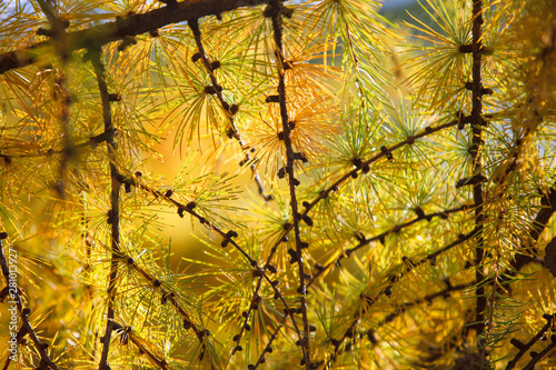 Yellow backlight needles of larch trees lit by the sun. Copy space place for text