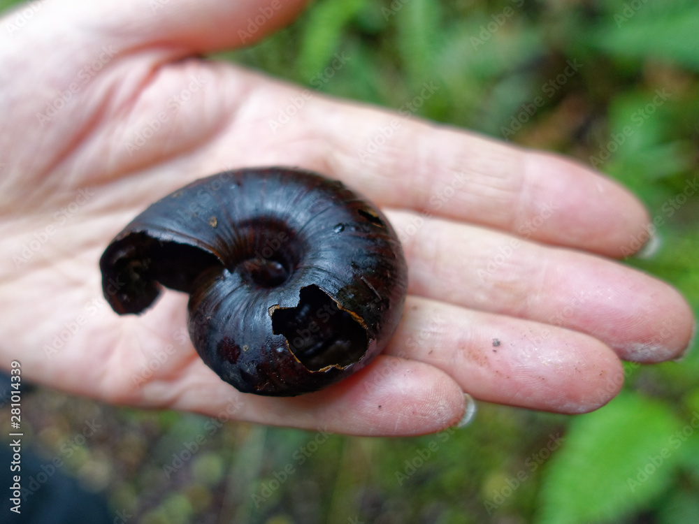 Powelliphanta giant snail predated by a possum, west coast, New Zealand. Powelliphanta giant snail predated by a possum, west coast, New Zealand.