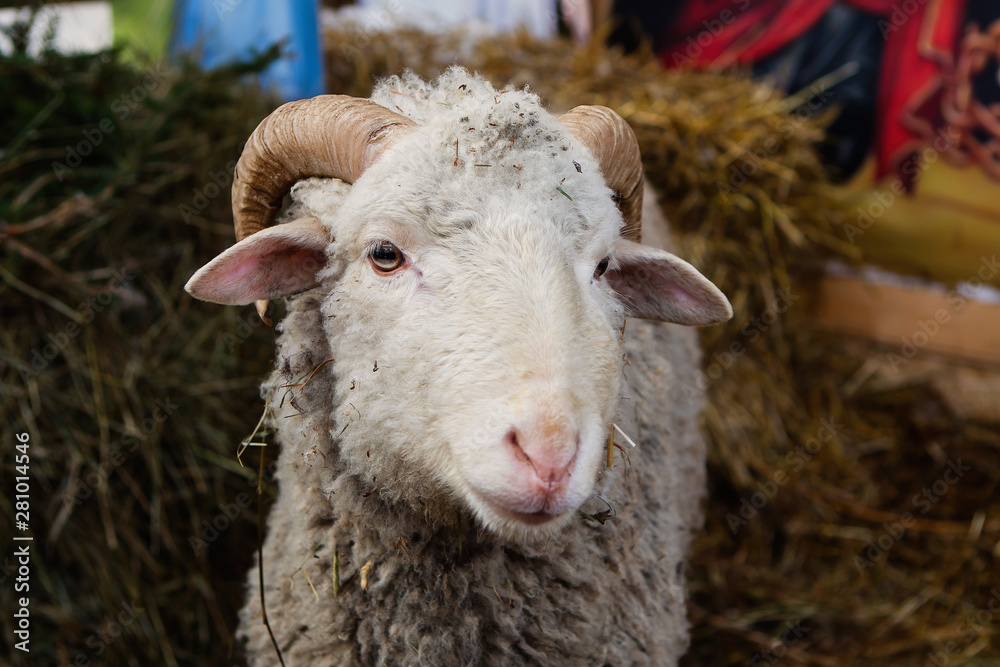 Sheep closeup portrait Sheep closeup portrait