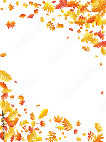 Oak, maple, wild ash rowan leaves vector, autumn foliage on white background.