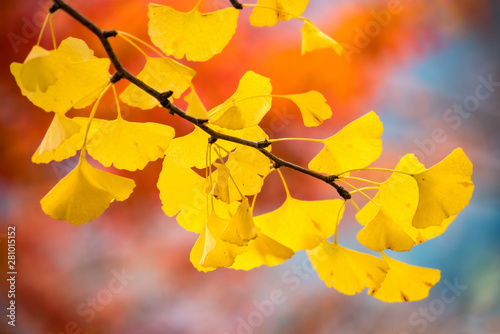 Fototapeta Żółci liście miłorzębu drzewo w jesieni