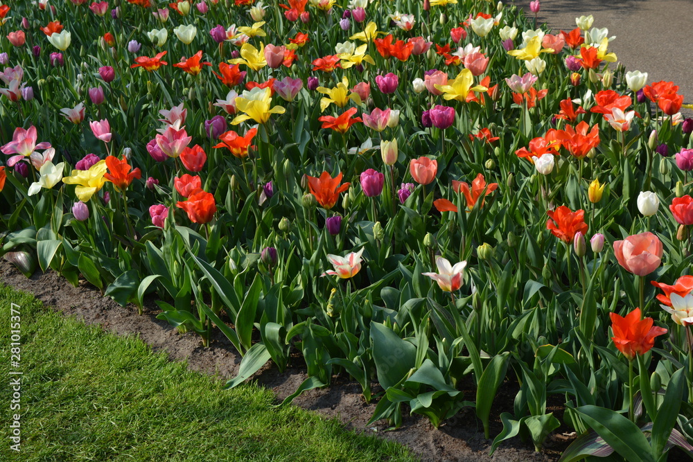 field of colorful tulips in the spring time 