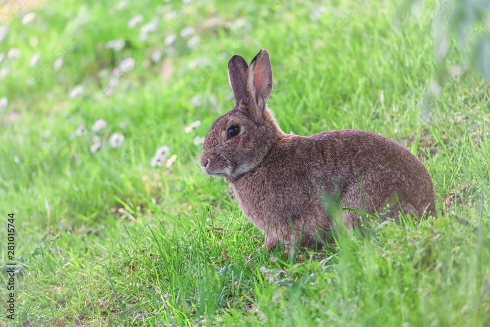 Fototapeta premium Cute wild rabbit in Bruges park, Belgium