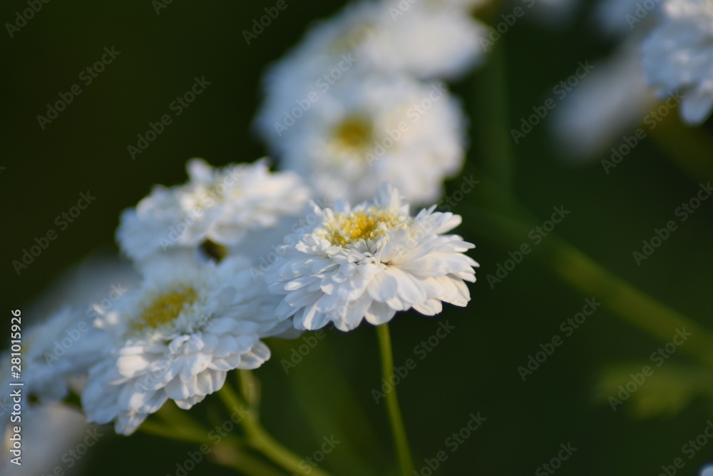 Gefülltes Mutterkraut (Tanacetum parthenium 'Pleniflorus') Gefülltes Mutterkraut (Tanacetum parthenium 'Pleniflorus')