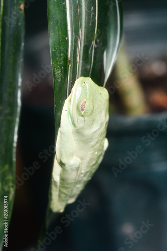 green frog on leaf, in Arenal Volcano area in costa rica central america photo