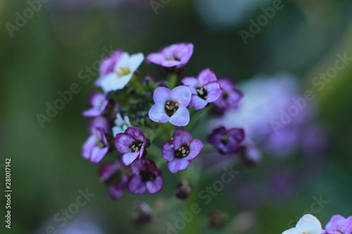 Wallpaper Mural close up details and colors on small tiny flowers on a Hydrangea bush Torontodigital.ca