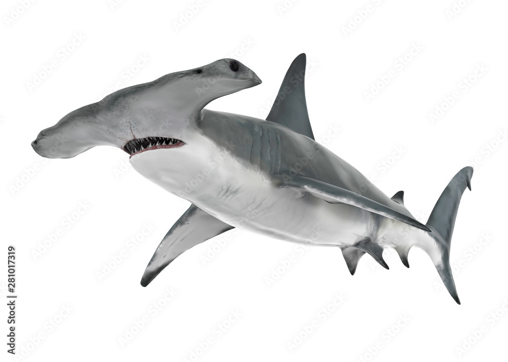 Obraz premium Hammerhead Shark Isolated