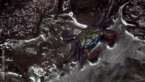 Broad Fronted Mangrove Crab (Metopograpsus frontalis) in Mud photo