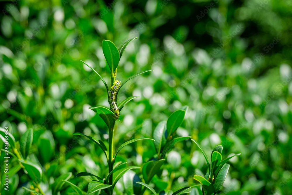 Close-up of box tree moth caterpillar, cydalima perspectalis on Buxus sempervirens bush on blurred boxwood bush. Bright striped pest on boxwood twig. Biggest pest for Buxus sempervirens, European box Close-up of box tree moth caterpillar, cydalima perspectalis on Buxus sempervirens bush on blurred boxwood bush. Bright striped pest on boxwood twig. Biggest pest for Buxus sempervirens, European box