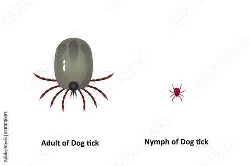 Vector dog tick on a white background Bite the pet Is an insect species The life cycle of an egg is an embryo for an adult teenager.