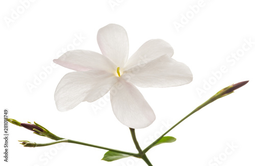 Jasmine flower