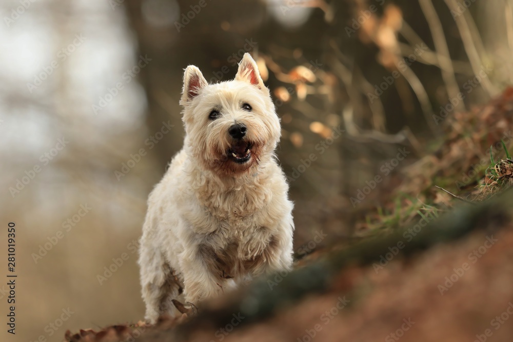 Westie. West Highland White terrier standing in the evening sun. Portrait of a white dog.