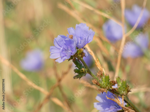 Flor silvestre fotografiada en verano, vista en el margen del camino en los márgenes del rio Llobregat photo