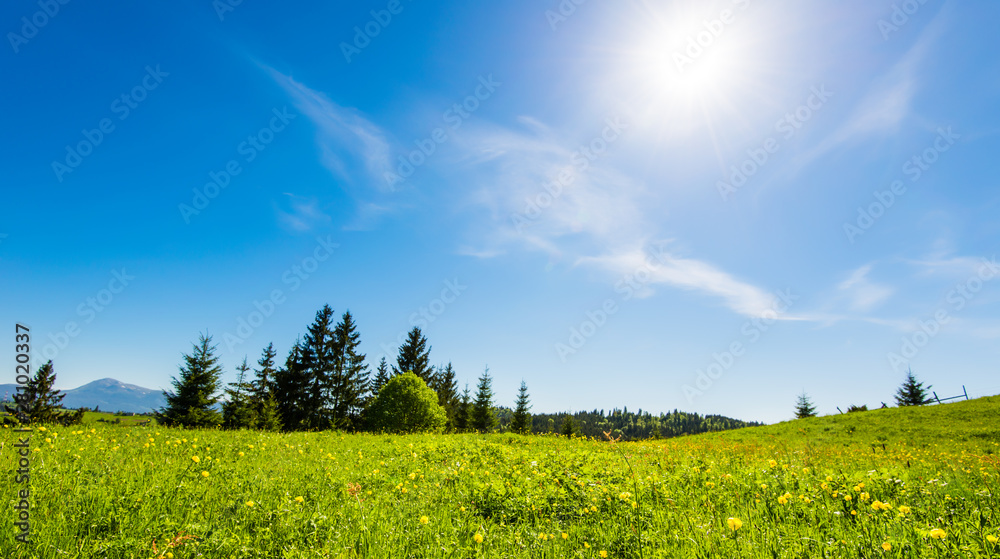Fototapeta premium Blooming valley in the Carpathians